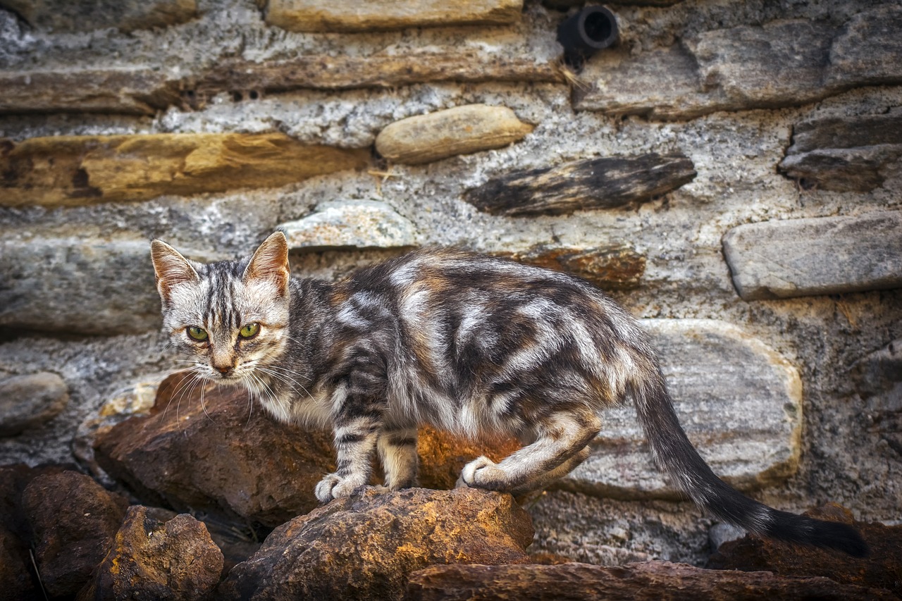 梦里猫咬人，风水视角下的深度解析与最新解决方案